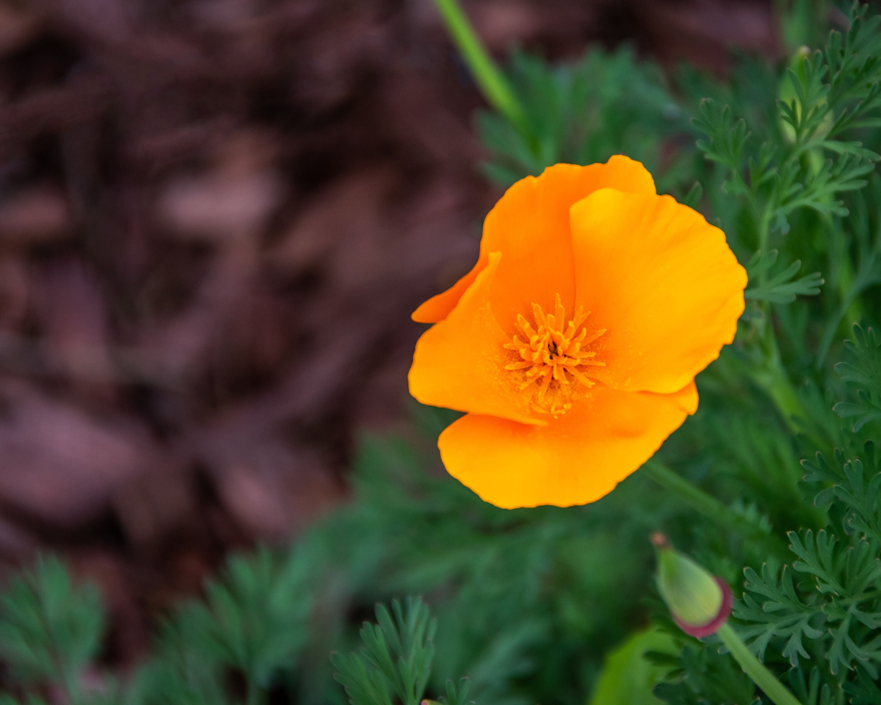 California Wildflower Photography Wall Art Print Photo of Etsy