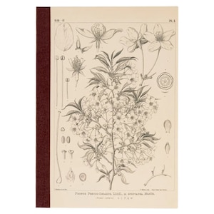 Tomitaro Makino: Hobonichi Plain Notebook (A5) - Yamazakura