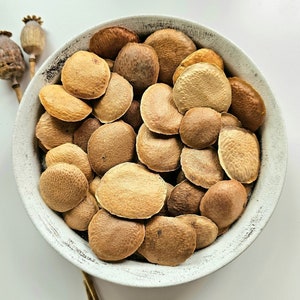 SUCUPIRA gedroogde hele zaden, 25 g, 50 g, 100 g, Pterodon emarginatus, Sucupira-bonen, Faveiro, Sucupira Lisa, Sucupira Branca, Sucupira-thee