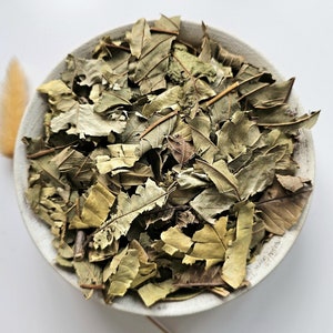 GUAVA dried leaf, 25g 50g 100g 0.88oz 1.76oz 3.53oz, Psidium guajava, Common Guava, Goyavier, Guayaba, Guavenbaum, Goiabeira, Guava leaf tea
