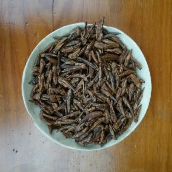 BLACK POPLAR dried buds, 25g, 50g, Balm of Gilead, Populus nigra, Baume de Gilead, Bálsamo de Gilead, Choupo Negro gomos