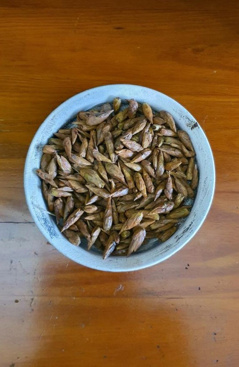 BALM OF GILEAD / Balsam Poplar / Cottonwood Populus | Etsy