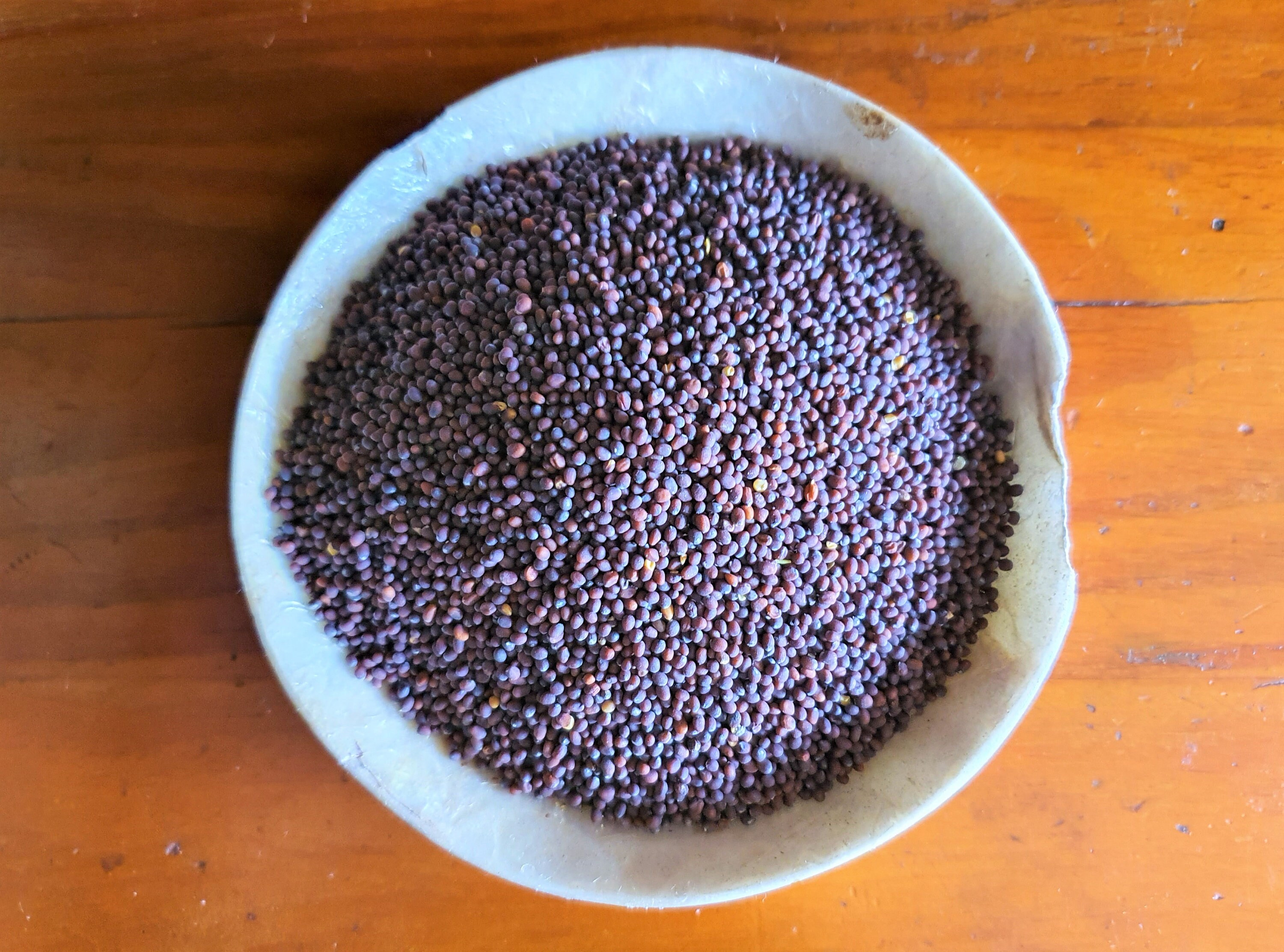 Sinapis seeds, nigra black sinapi seeds, 200 SEEDS ,CODE 504,mustard seeds,  gardening