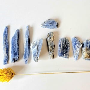 May include: An assortment of blue kyanite crystals, varying in size and shape, are arranged on a white surface. A dried yellow flower with a long stem is positioned at the bottom left. The crystals have a natural, rough texture.