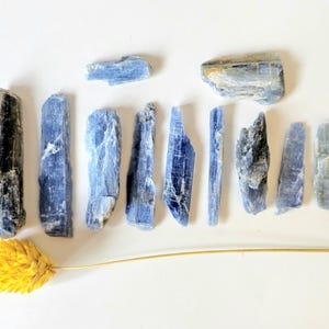 May include: An overhead shot of several blue kyanite crystals of varying sizes and shapes. The crystals are arranged on a white surface, with a single yellow wheat stalk in the lower left corner.