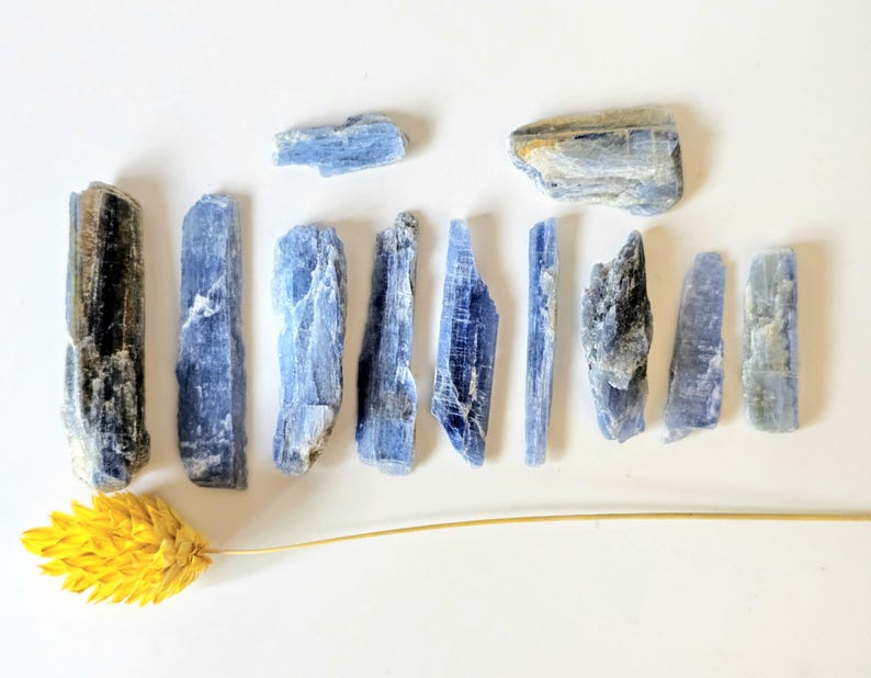 May include: An overhead shot of several blue kyanite crystals of varying sizes and shapes. The crystals are arranged on a white surface, with a single yellow wheat stalk in the lower left corner.