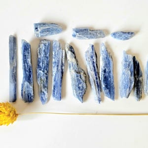 May include: An overhead shot displays several blue kyanite crystals of varying sizes, arranged on a white surface. A dried yellow flower with a long stem is positioned at the bottom left. The crystals have a layered appearance.