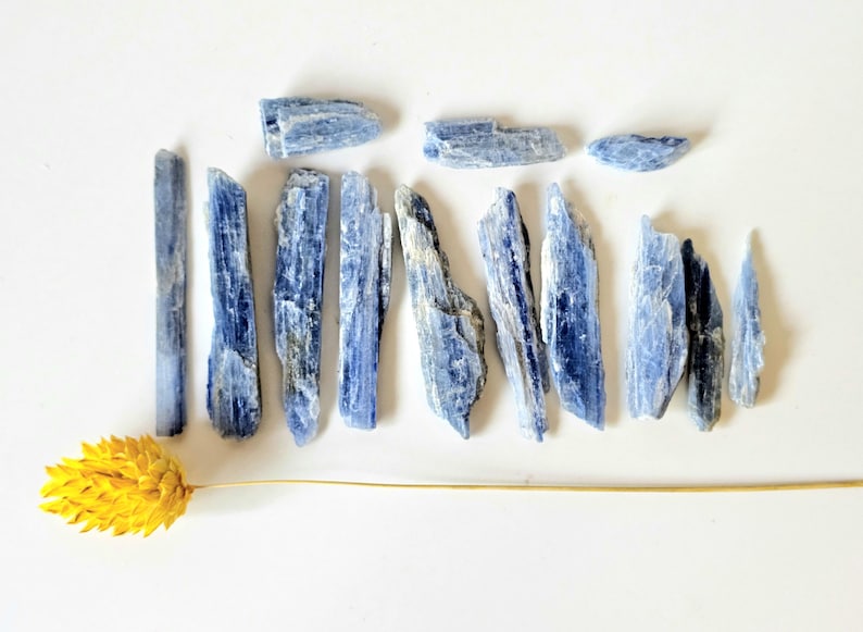 May include: An overhead shot displays several blue kyanite crystals of varying sizes, arranged on a white surface. A dried yellow flower with a long stem is positioned at the bottom left. The crystals have a layered appearance.