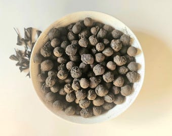 Può includere: Una ciotola di ceramica bianca piena di numerosi piccoli oggetti rotondi e marroni. Gli oggetti hanno un aspetto ruvido e strutturato. Alcuni steli di piante scure e secche sono visibili a sinistra della ciotola, su uno sfondo chiaro.
