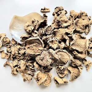 Könnte beinhalten: Eine Ansammlung getrockneter, hellbrauner Pilzscheiben, die um ein perlmuttartiges, muschelförmiges Objekt herum verstreut sind. Die Pilze haben ein strukturiertes, unregelmäßiges Aussehen, was auf ein natürliches, organisches Produkt hindeutet. Der Hintergrund ist eine schlichte, weiße Oberfläche.