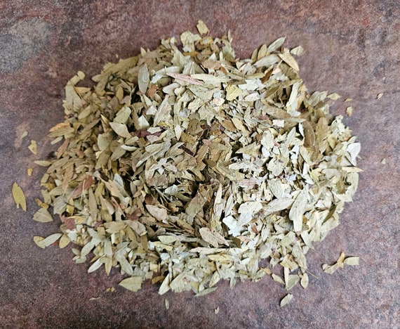 Thé de Séné, Cassia angustifolia