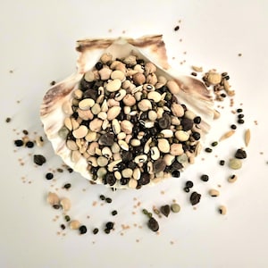 Peut inclure: Un coquillage rempli d'une variété de haricots et de graines séchés, dont des doliques à œil noir et d'autres légumineuses. La coquille est beige et marron, et les haricots sont éparpillés sur une surface blanche.