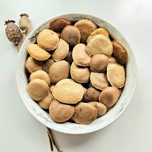 Sucupira dried whole seeds, 25g, 50g, 100g, Pterodon emarginatus, Sucupira Beans, Faveiro, Sucupira Lisa, Sucupira Branca, Sucupira Tea