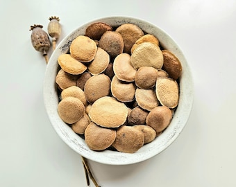 Sucupira dried whole seeds, 25g, 50g, 100g, Pterodon emarginatus, Sucupira Beans, Faveiro, Sucupira Lisa, Sucupira Branca, Sucupira Tea