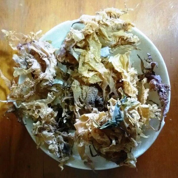 IRISH MOSS echt gedroogd zeewier | Chondrus crispus | Carrageen | Carrageenmos | Algue Rouge Marine | Carragenano | Musgo branco, 25g - 50g