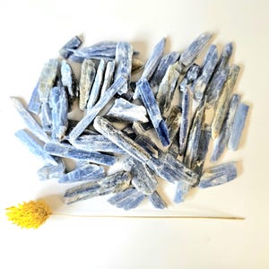 May include: A collection of blue kyanite crystals, varying in size and shape, are scattered on a white surface. The crystals have a natural, rough texture and a range of blue hues. A dried yellow flower stem lies near the crystals, adding a contrasting color.