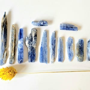 May include: An assortment of blue kyanite crystals with varying shapes and sizes, arranged on a white surface. The crystals display shades of blue and gray, with a textured appearance. A dried yellow flower is placed near the crystals.