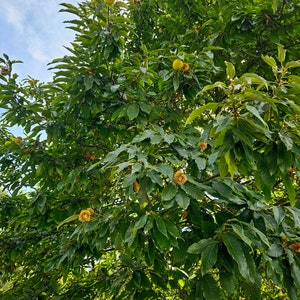 European Chestnut / Sweet Chestnut - Photo by Lia Geraldes de Matos (Braga, Portugal)