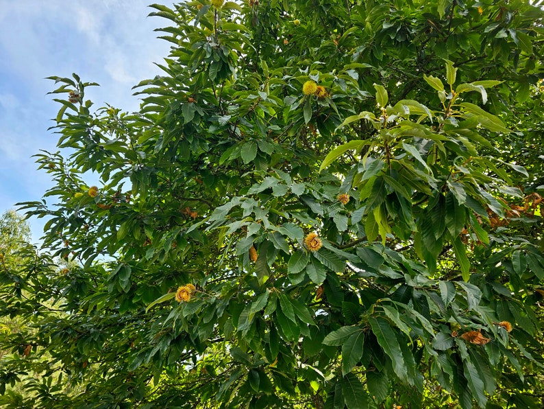 European Chestnut / Sweet Chestnut - Photo by Lia Geraldes de Matos (Braga, Portugal)