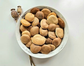 SUCUPIRA dried whole seeds, 25g, 50g, 100g, Pterodon emarginatus, Sucupira Beans, Faveiro, Sucupira Lisa, Sucupira Branca, Sucupira