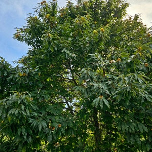 European Chestnut / Sweet Chestnut - Photo by Lia Geraldes de Matos (Braga, Portugal)