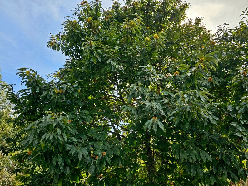 European Chestnut / Sweet Chestnut - Photo by Lia Geraldes de Matos (Braga, Portugal)