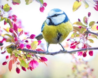 Spring Bird