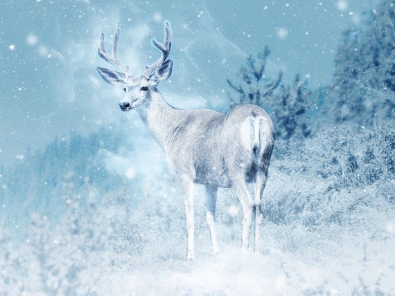 Snow Deer