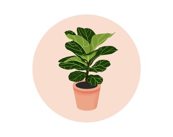 Fiddle Leaf Fig Digitale Print