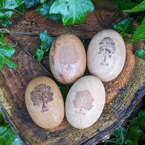 Holzeier mit Baumgravur, Eiche, Eibe, Ulme und Buche - Etsy sterreich