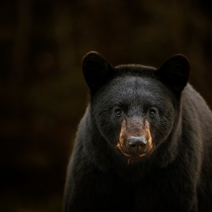 Black Bear Digital Print