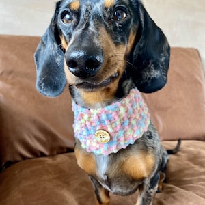 Puede incluir: Un dachshund negro y marrón con un collar de perro de crochet rosa, azul y amarillo con un botón de madera que dice "Little Snuggles".