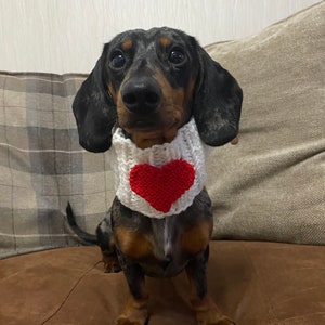 Może przedstawiać: Czarno-brązowy pies rasy dachshund w białym, szydełkowym kolarzu z czerwonym sercem. Pies siedzi na brązowej kanapie.