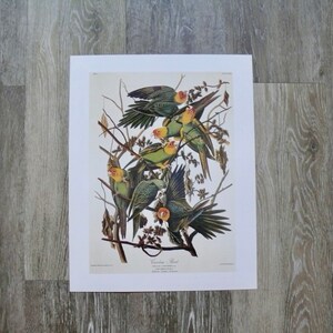 Carolina Parrot 11" x 14" Audubon Birds of America Print Suitable for Framing, Botanical Bird Gallery Wall Art