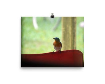 WALL ART - Bluebird - Nature, Spring, Ultra Premium Luster Photo Paper, 8x10, 10x10, 12x12, 12x16. 12x18, 14x14, 16x16, 16x20