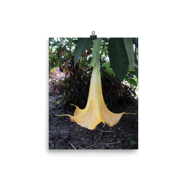 Wall Art Decor Angel Trumpet Brugmansia Angel Bell Nightshade Floral Photography Fine Art Photograph Nature Floral Flower