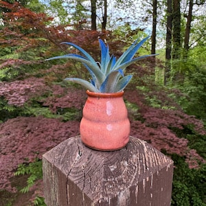 May include: A small, coral-colored ceramic pot with a blue-tipped succulent plant. The pot has a rounded shape and sits atop a weathered wooden post. The background features lush greenery and trees.