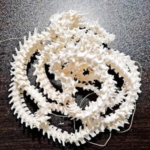 BRIGHT WHITE Rattle Snake Vertebra (Texas) - Limited Amount! - Texas Western Diamondback Rattlesnake