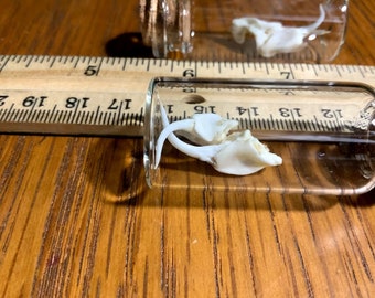 PAIR X-LG Rattlesnake Fangs In Bottle