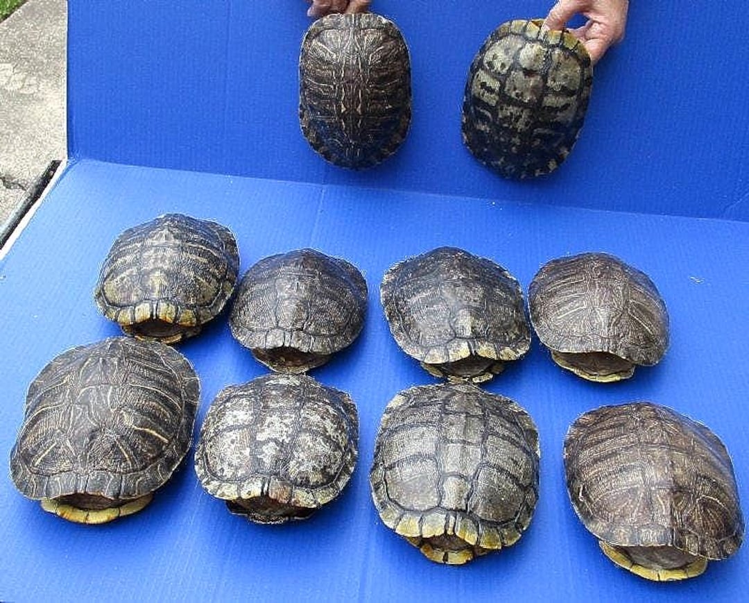 ミシシッピアカミミガメの甲羅 - Etsy 日本