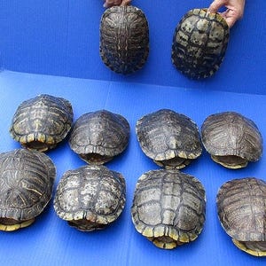 Red Eared Slider Turtle Shells