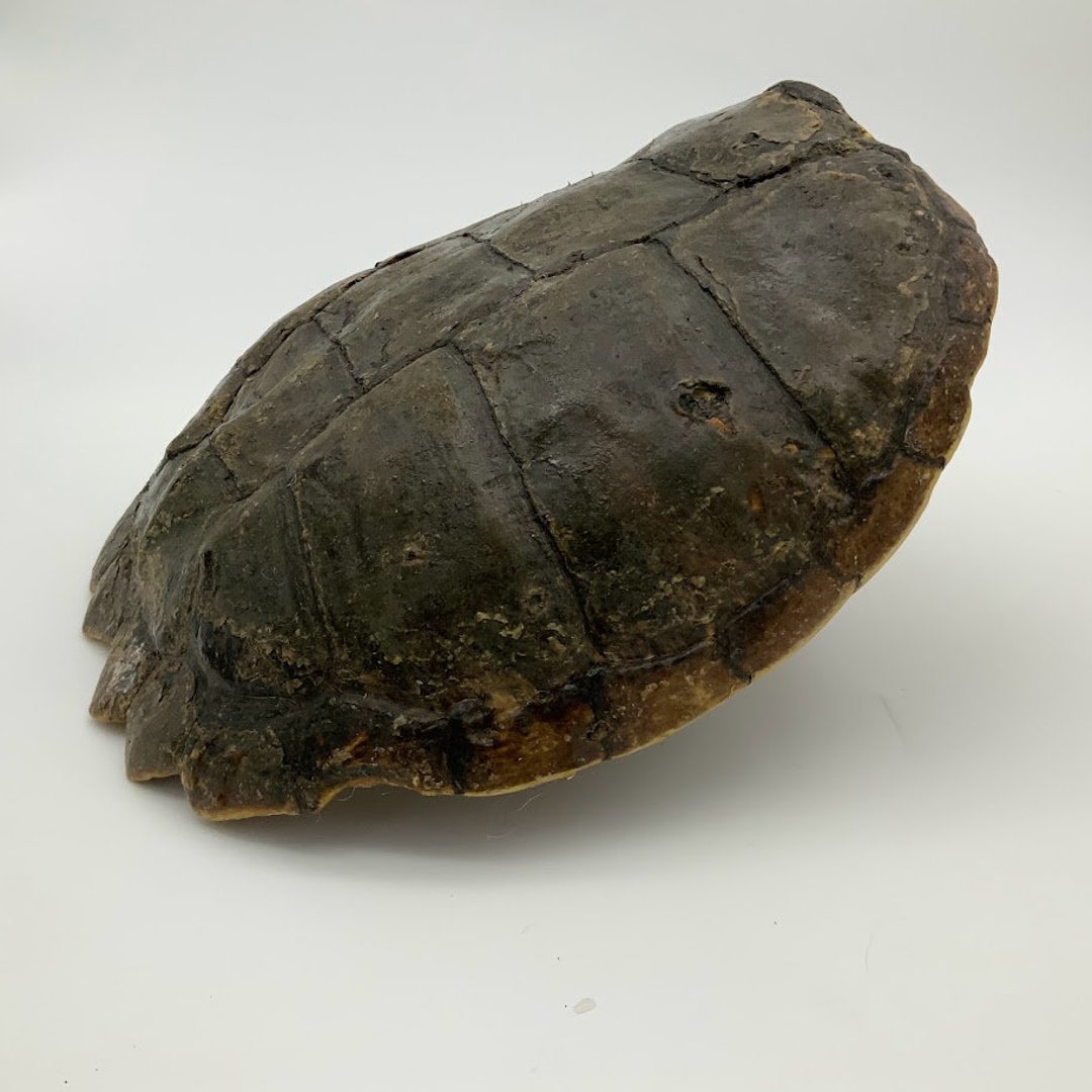 SNAPPING TURTLE Shells Some EXTRA Large Sizes - Etsy