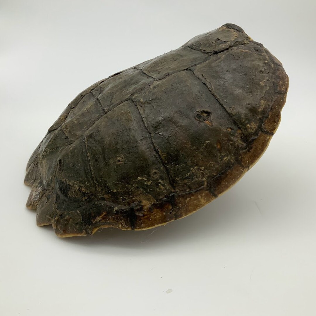 SNAPPING TURTLE Shells Some EXTRA Large Sizes Etsy