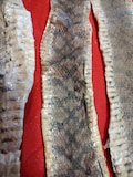 ASSORTED TEXAS SNAKE skins