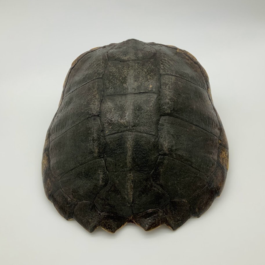 SNAPPING TURTLE Shells Some EXTRA Large Sizes - Etsy