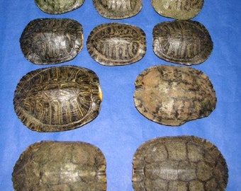 Red Eared Slider Turtle Shells