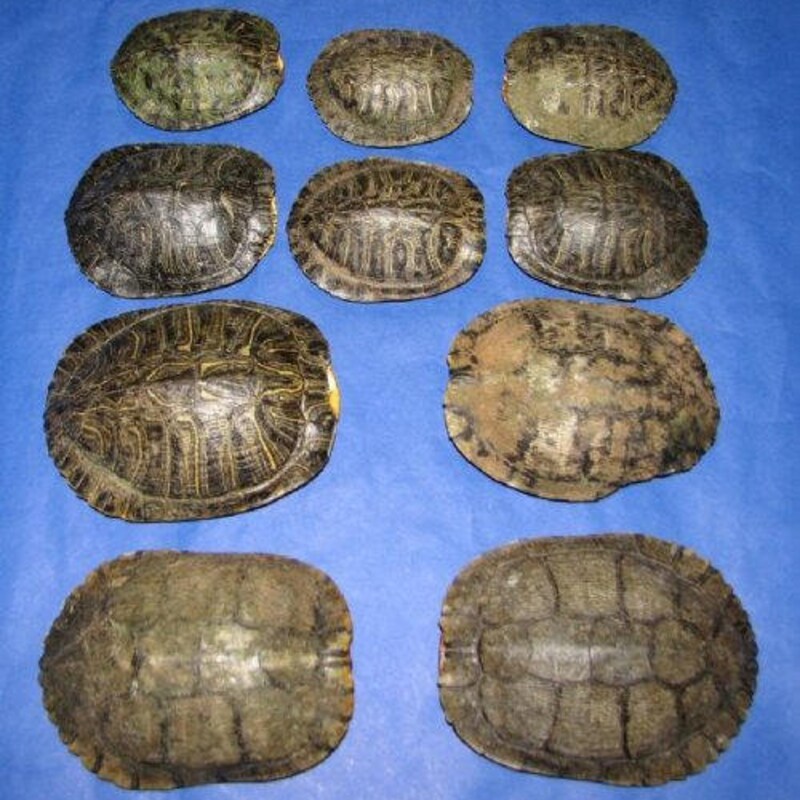 Turtle Shell - Etsy