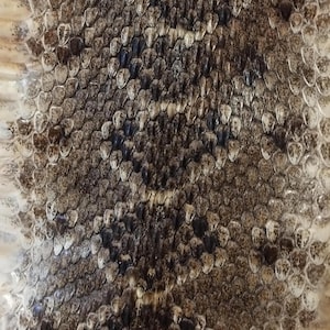Rattlesnake Skin WITH RATTLE - Texas Western Diamondback Rattlesnake Skins!