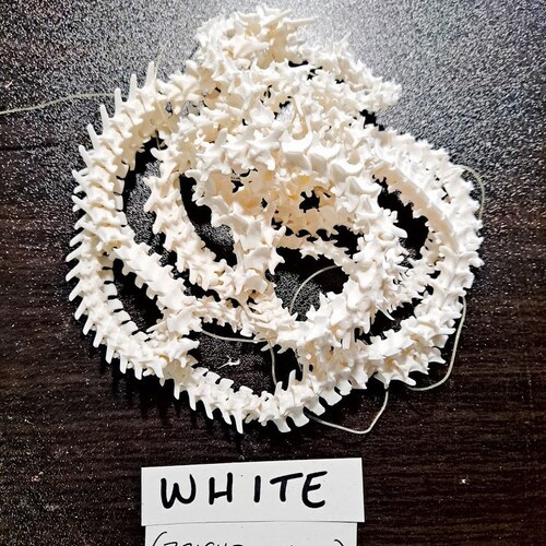 BRIGHT WHITE Rattle Snake Vertebra (Texas) - Limited Amount! - Texas Western Diamondback Rattlesnake