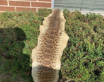 Rattlesnake Skin - W/O Rattler -